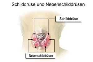 Schilddrüse und Nebenschilddrüse (Wikipedia)