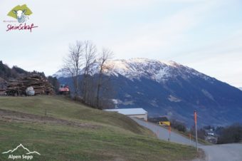 Steinschaf Montafon